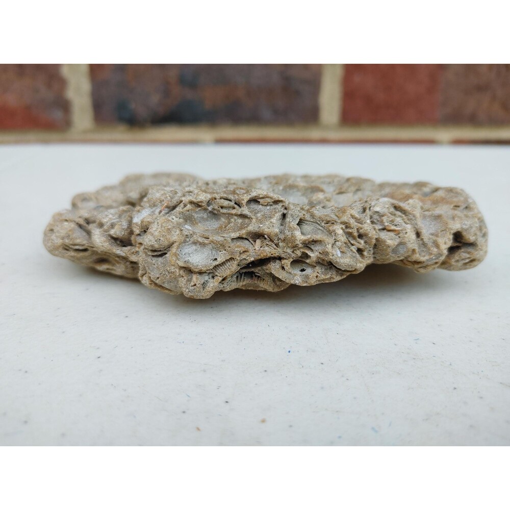 Limestone or similar substrate FOSSILS